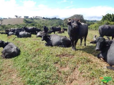 Troca-se terreno em barra do turvo por vacas leiteira