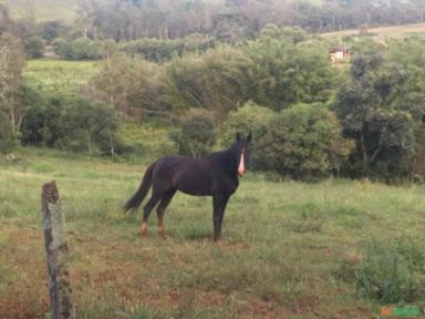 Cavalo Garanhão Manga Larga Preto