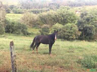 Cavalo Garanhão Manga Larga Preto