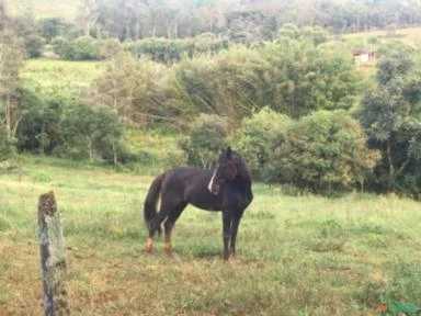 Cavalo Garanhão Manga Larga Preto