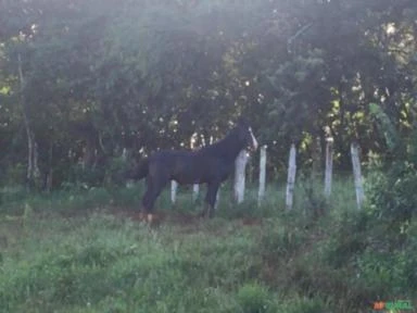 Cavalo Garanhão Manga Larga Preto