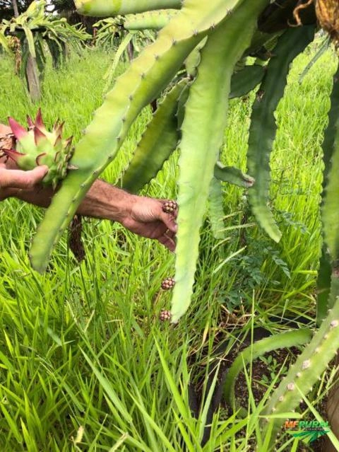 Imagem Plantação de Pitaya - 1600 cactos 600k produção Imagem Plantação de Pitaya - 1600 cactos 600k produção