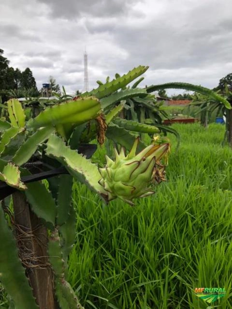 Imagem Plantação de Pitaya - 1600 cactos 600k produção Imagem Plantação de Pitaya - 1600 cactos 600k produção