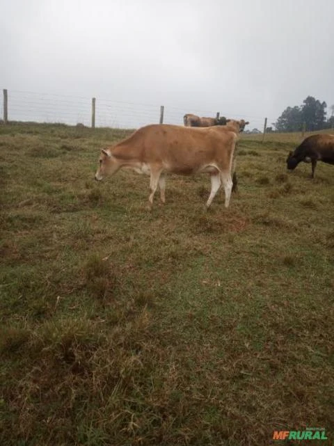Novilhas e vacas jersey