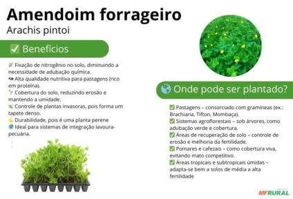 Mudas de amendoim forrageiro sob encomenda Imagem Mudas de amendoim forrageiro sob encomenda