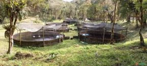 Truticultura com 10 tanques em Cunha SP