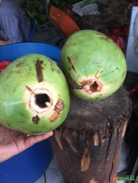 Casca coco verde Imagem Casca coco verde