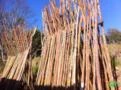 Madeira Eucalipto Citriodora para Construção