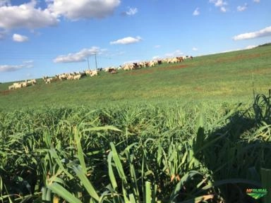 Semente Aveia Preta Gmx Bagual. Imagem Semente Aveia Preta Gmx Bagual.