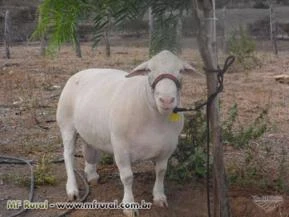 Ovinos White Dorper e Dorper PO para venda