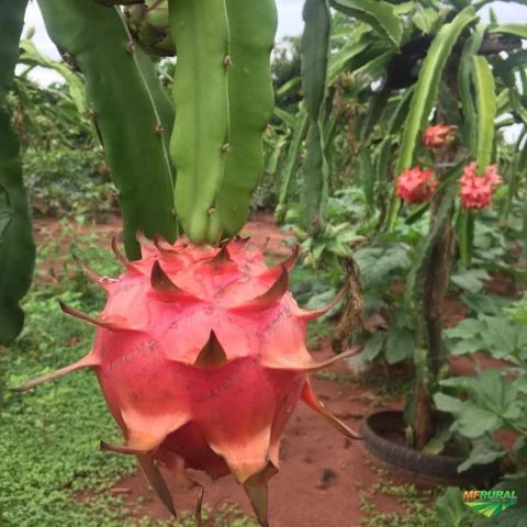 Mudas Pitaya polpa vermelha