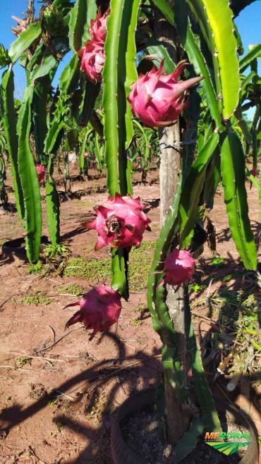 Imagem Mudas Pitaya polpa vermelha Imagem Mudas Pitaya polpa vermelha