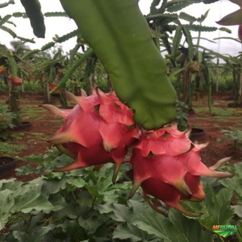 Imagem Mudas Pitaya polpa vermelha Imagem Mudas Pitaya polpa vermelha