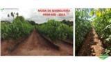 Vende-se Muda de Seringueira RRIM-600 Imagem Vende-se Muda de Seringueira RRIM-600