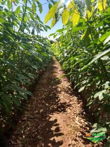 Vende-se Muda de Seringueira RRIM-600 Imagem Vende-se Muda de Seringueira RRIM-600