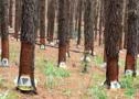 Arrendamento de área de pinus