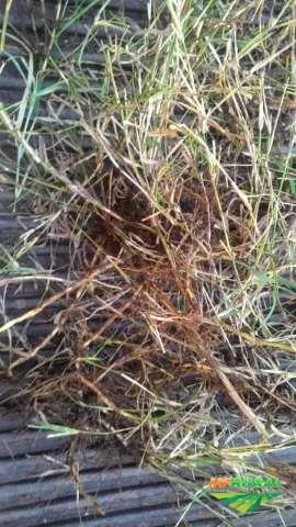 Mudas de Tifton 68 -Tifton 85-Giggs - Castcross2 Imagem Mudas de Tifton 68 -Tifton 85-Giggs - Castcross2