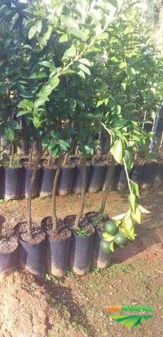 MUDAS FRUTAS E FLORES Imagem MUDAS FRUTAS E FLORES