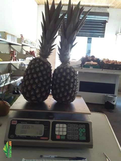 Imagem Abacaxi pérola Imagem Abacaxi pérola