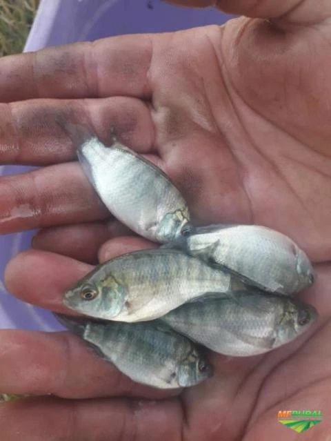 Peixes de todas espécies alevinos juvenil adulto