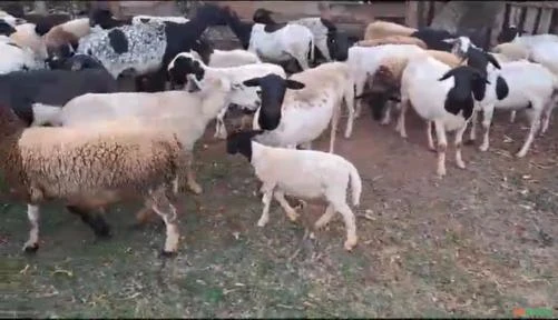 Vendo lote de 150 ovinos.
