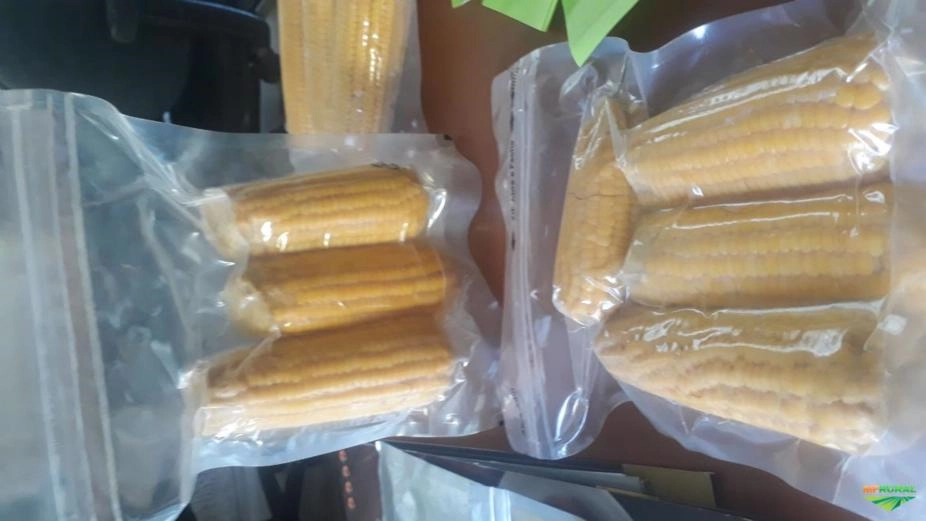 Compro milho verde o ano todo indústria Imagem Compro milho verde o ano todo indústria