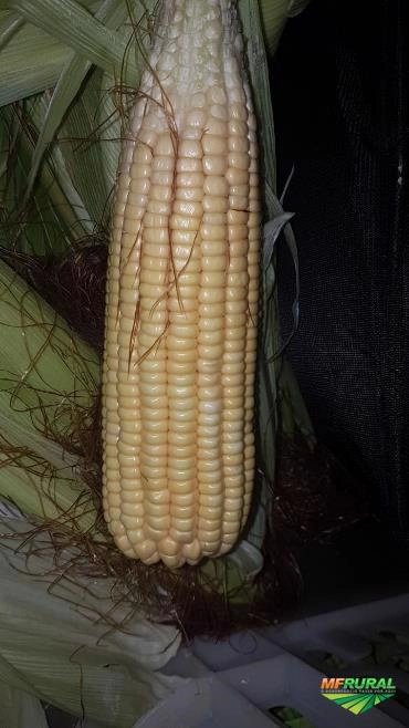 Imagem Compro milho verde o ano todo indústria Imagem Compro milho verde o ano todo indústria