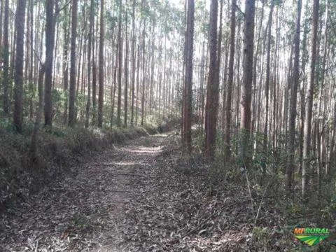 Fazenda Espetacular com 286 ha vizinha ao Parque Estadual de Ibitipoca-MG