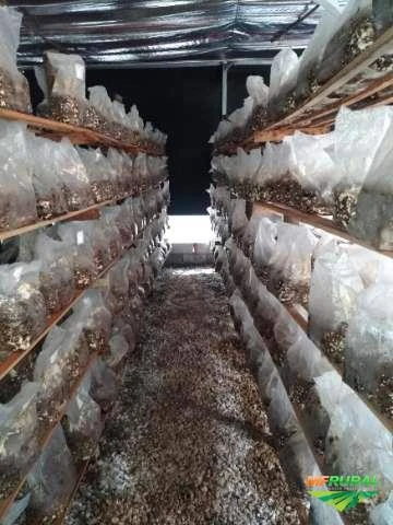 Chácara com produção de cogumelos