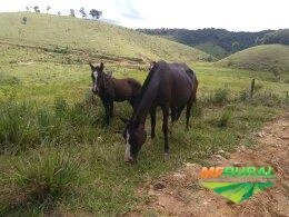 Fazenda 387 Hect. em Juquiá SP, média de 50% em pasto, muita água por gravidade, casa sede e +2