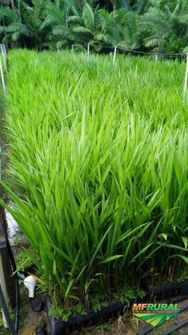 Mudas de Palmeira Imperial Imagem Mudas de Palmeira Imperial