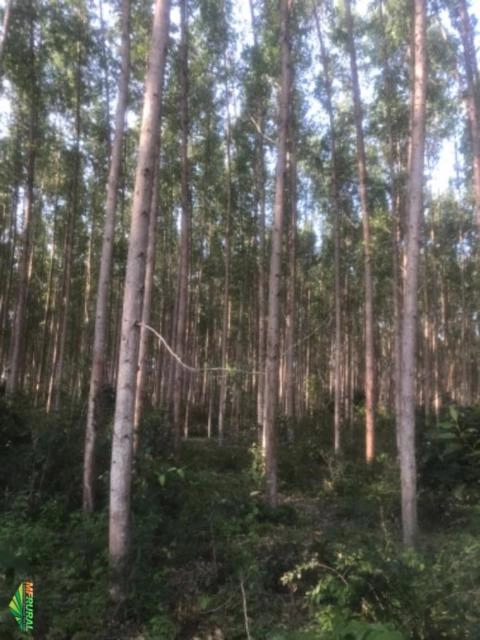 COMPRO FLORESTA DE EUCALIPTO Imagem COMPRO FLORESTA DE EUCALIPTO
