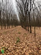 Fazenda com Seringueira