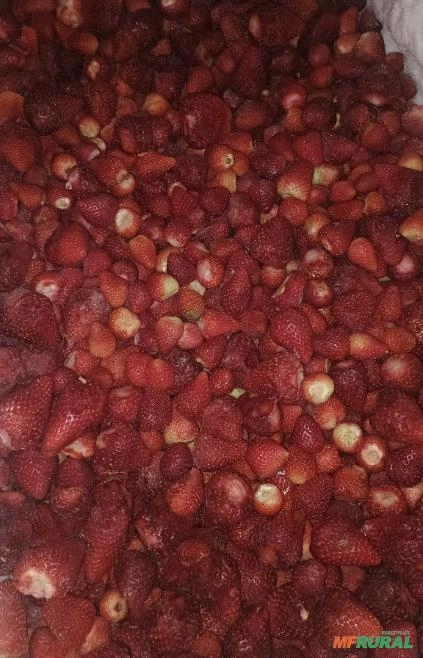 Morango Congelado Imagem Morango Congelado