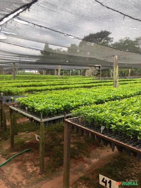 Imagem Mudas de Café Comum Imagem Mudas de Café Comum