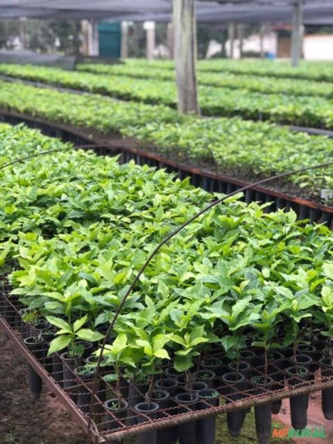 Imagem Mudas de Café Comum Imagem Mudas de Café Comum