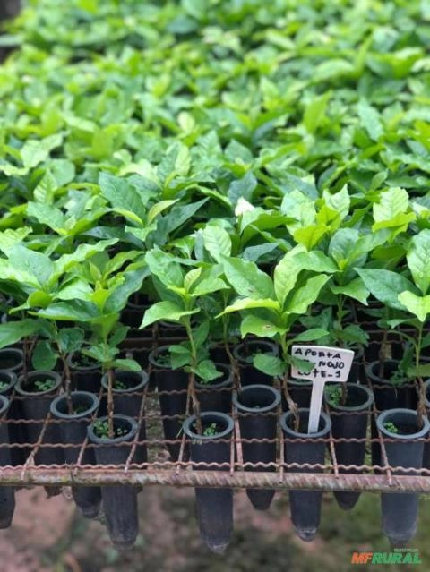 Imagem Mudas de Café Comum Imagem Mudas de Café Comum