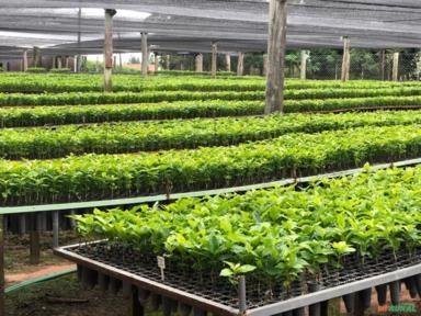 Mudas de Café Comum Imagem Mudas de Café Comum