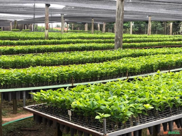 Mudas de Café Comum Imagem Mudas de Café Comum