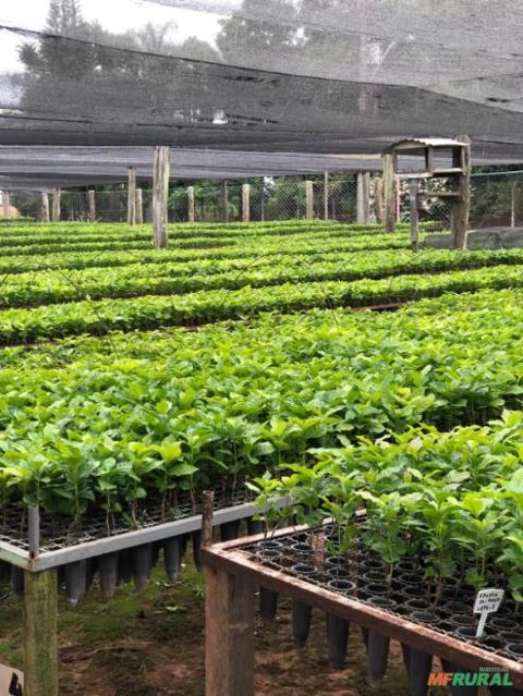 Imagem Mudas de Café Comum Imagem Mudas de Café Comum