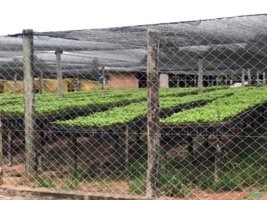 Imagem Mudas de Café Comum Imagem Mudas de Café Comum