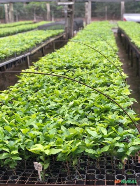 Imagem Mudas de Café Comum Imagem Mudas de Café Comum