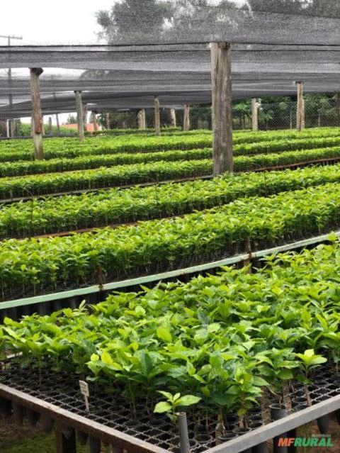 Imagem Mudas de Café Comum Imagem Mudas de Café Comum