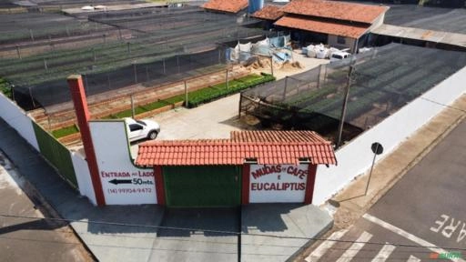 Imagem Mudas de Café Comum Imagem Mudas de Café Comum