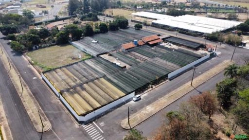 Imagem Mudas de Café Comum Imagem Mudas de Café Comum