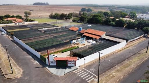 Imagem Mudas de Café Comum Imagem Mudas de Café Comum