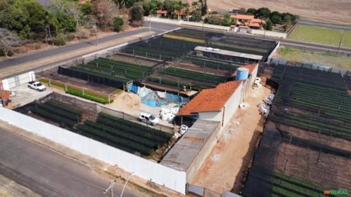 Imagem Mudas de Café Comum Imagem Mudas de Café Comum