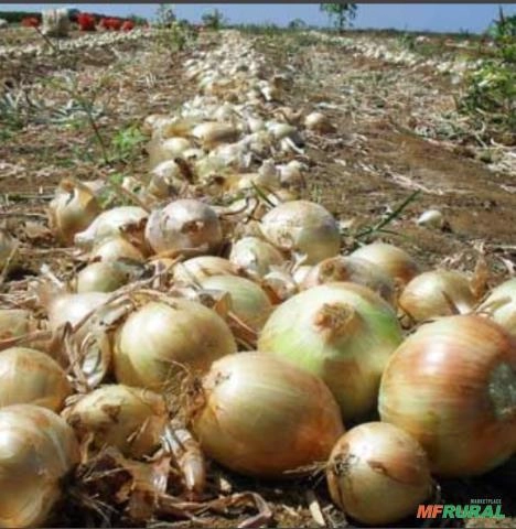 Cebola Imagem Cebola