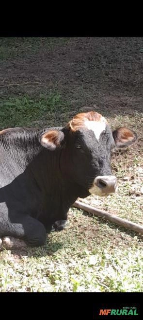 Mini Touro reprodutor Imagem Mini Touro reprodutor