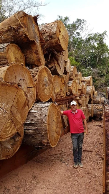 Fazenda Indústria Madeireira a venda